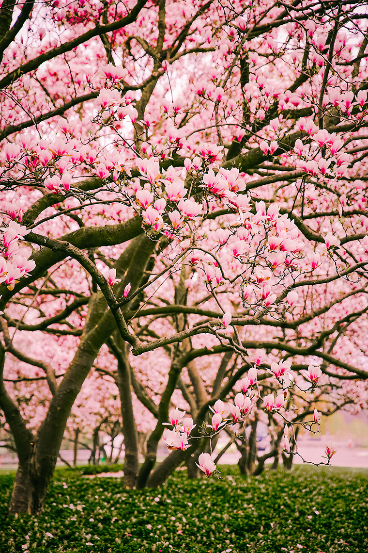 Pink magnolia trees in Niagara Falls, ON