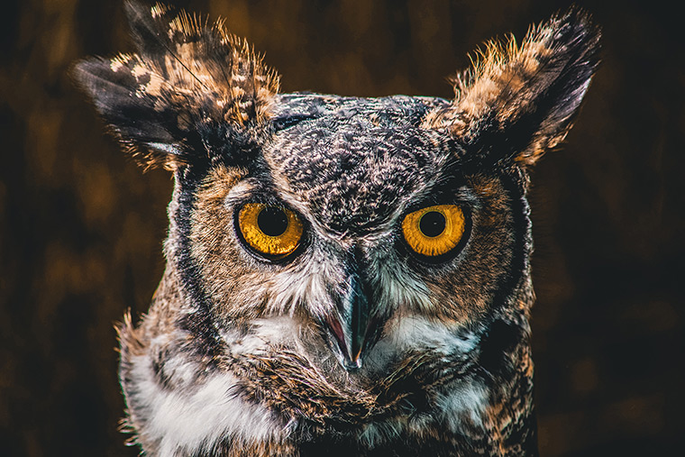 Great horned owl in Jordan, ON